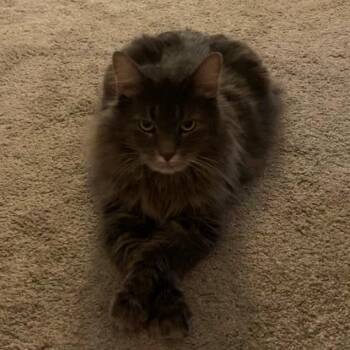 RyRy with Russell -  Domestic Long Hair Cat for Adoption in Manchester, Connecticut - RyRy With Russell | PetCurious