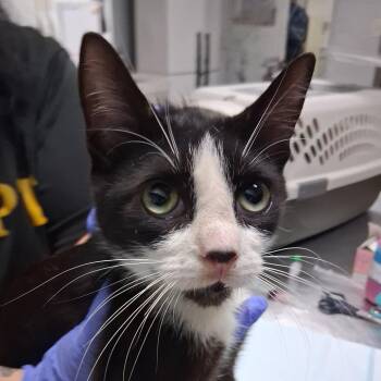 Alfonso -  Domestic Short Hair Cat for Adoption in Summerville, South Carolina - Alfonso | PetCurious