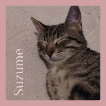 SUZUME -  Tabby Cat for Adoption in Lawton, Oklahoma - SUZUME | PetCurious
