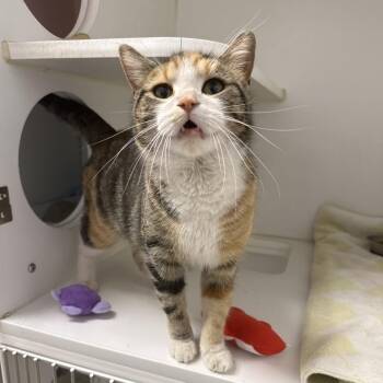 Domestic Short Hair Cats Available for Adoption - Derry | PetCurious