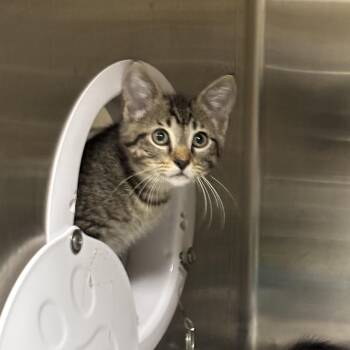 Hattie B -  Domestic Short Hair Cat for Adoption in Collierville, Tennessee - Hattie B | PetCurious