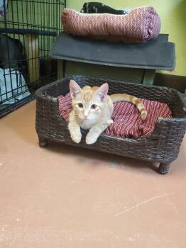 Dewey -  American Shorthair Cat for Adoption in Tunica, Mississippi - Dewey | PetCurious