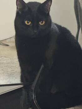 Domestic Short Hair Cats Available for Adoption - Alaina (must Be Adopted With L