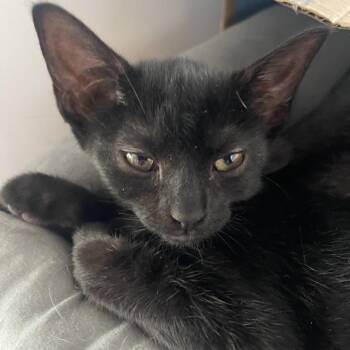 Melody -  Domestic Short Hair Cat for Adoption in Marion, Illinois - Melody | PetCurious