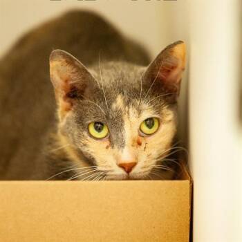 Domestic Short Hair Cats Available for Adoption in Barnstable, Massachusetts - BABY GREY | PetCurious