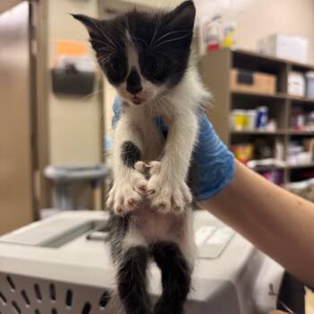 Nico -  Domestic Short Hair Cat for Adoption in Birmingham, Alabama - Nico | PetCurious