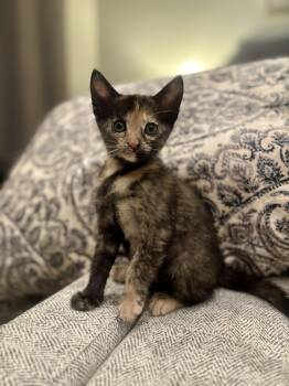 Daphne -  Domestic Short Hair Cat for Adoption in Diamond Springs, California - Daphne | PetCurious