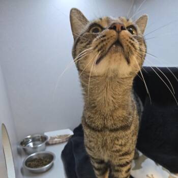 Alastair -  Domestic Short Hair Cat for Adoption in Pittsburgh, Pennsylvania - Alastair | PetCurious
