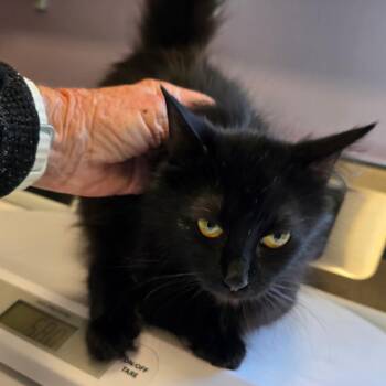 Domestic Long Hair Cats Available for Adoption in Madisonville, Tennessee - Porche | PetCurious