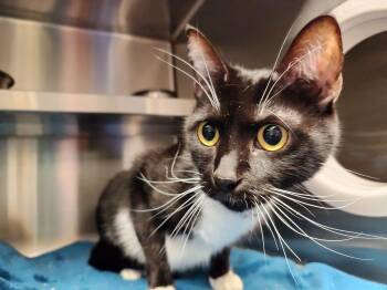 Ayla -  Domestic Short Hair Cat for Adoption in Liberty, Missouri - Ayla | PetCurious