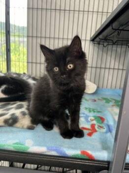Kevin -  Domestic Medium Hair and Domestic Short Hair Cat for Adoption in Elmira, New York - Kevin | PetCurious