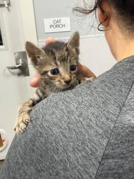 Nibs -  Domestic Short Hair Cat for Adoption in Denham Springs, Louisiana - Nibs | PetCurious