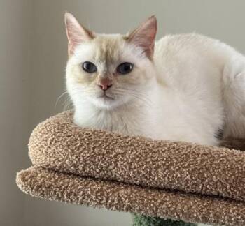 Domestic Short Hair Cats Available for Adoption in Powdersville, South Carolina - Marshmallow | PetCurious