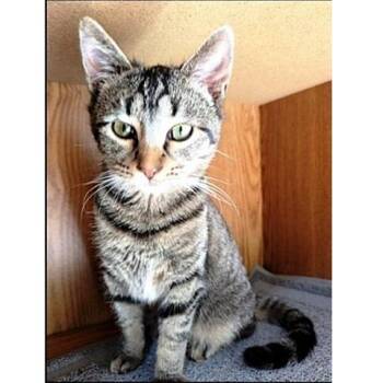 Tabby Cats Available for Adoption - Clover | PetCurious