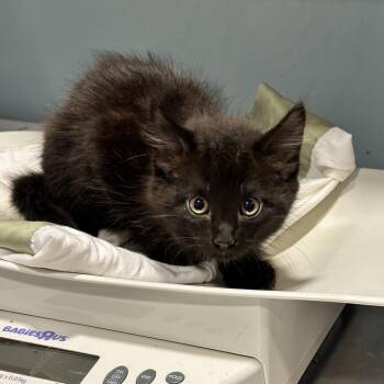 Little Foot -  Domestic Long Hair Cat for Adoption in Chattanooga, Tennessee - Little Foot | PetCurious