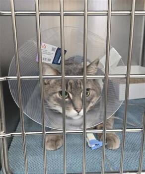 Domestic Medium Hair and Domestic Short Hair Cats Available for Adoption in Montreal, Quebec - Charlie | PetCurious