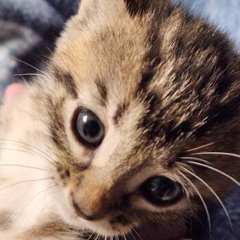 Skittles K45710 -  Domestic Short Hair Cat for Adoption in Corsicana, Texas - Skittles K45710 | PetCurious