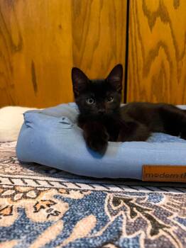 Rolls Royce -  Domestic Short Hair Cat for Adoption in Stoughton, Wisconsin - Rolls Royce | PetCurious