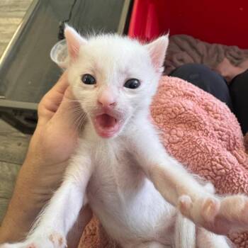 Twix -  Domestic Short Hair Cat for Adoption in Lake Jackson, Texas - Twix | PetCurious