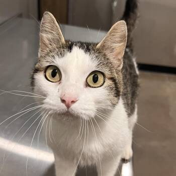 Cindy Clawford -  Domestic Short Hair Cat for Adoption in Washburn, Missouri - Cindy Clawford | PetCurious