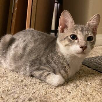 Rescue Domestic Short Hair Cats for Adoption in Rancho Mirage, California - Finn II | PetCurious
