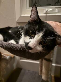 Pepper -  Domestic Medium Hair Cat for Adoption in San Jose, California - Pepper | PetCurious