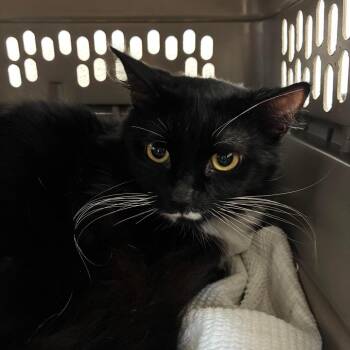 Luke -  Domestic Short Hair Cat Available for Adoption in St. Helena, California - Luke | PetCurious