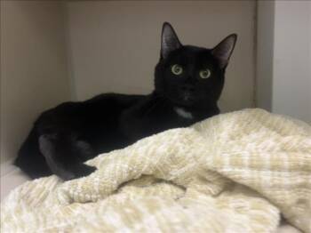 FREDDY -  Domestic Short Hair Cat for Adoption in Loveland, Colorado - FREDDY | PetCurious