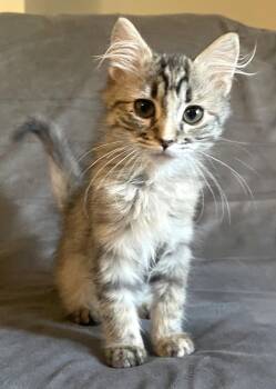 Pudding -  Domestic Medium Hair and Torbie Cat for Adoption in Lenexa, Kansas - Pudding | PetCurious