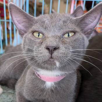 Sasha -  Domestic Short Hair Cat for Adoption in Eugene, Oregon - Sasha | PetCurious