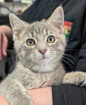 MISTY -  Domestic Short Hair Cat for Adoption in Canfield, Ohio - MISTY | PetCurious