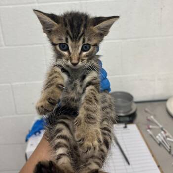 Whiskey -  Domestic Short Hair Cat for Adoption in Edinburg, Texas - Whiskey | PetCurious