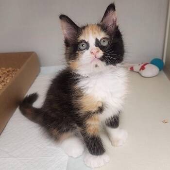 Thumbelina -  Domestic Medium Hair Cat for Adoption in Sunnyvale, California - Thumbelina | PetCurious