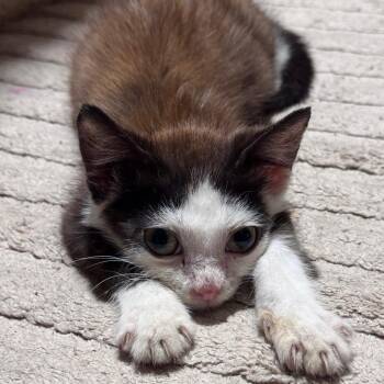 Ryuk -  Domestic Short Hair Cat for Adoption in Summerville, South Carolina - Ryuk | PetCurious