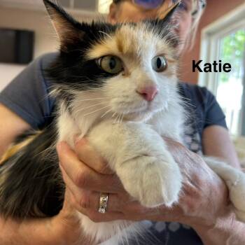 Domestic Long Hair Cats Available for Adoption in Lakewood, Colorado - Katie | PetCurious