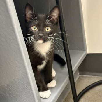 Ringmaster -  Domestic Short Hair Cat for Adoption in Richmond, Virginia - Ringmaster | PetCurious