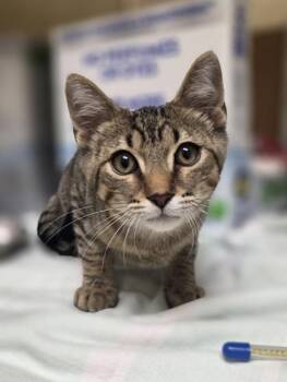 Theo -  Domestic Short Hair Cat for Adoption in Westland, Michigan - Theo | PetCurious