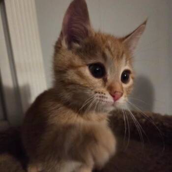 Domestic Short Hair Cats Available for Adoption - Crush | PetCurious