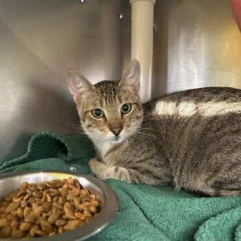 Candle Witch -  Domestic Short Hair Cat for Adoption in Austin, Texas - Candle Witch | PetCurious