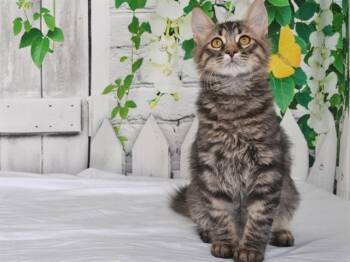 HARRY -  Domestic Short Hair Cat for Adoption in Oroville, California - HARRY | PetCurious