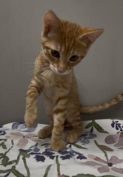 Nehi -  Domestic Short Hair Cat for Adoption in Petaluma, California - Nehi | PetCurious