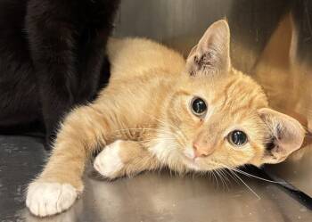 KENDRICK -  Domestic Short Hair Cat for Adoption in Indianapolis, Indiana - KENDRICK | PetCurious