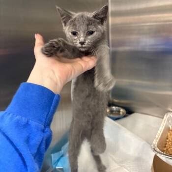 Wilma -  Domestic Short Hair and Russian Blue Cat for Adoption in Greensboro, North Carolina - Wilma | PetCurious