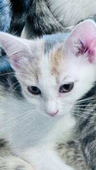 Carly -  Domestic Short Hair and Calico Cat Available for Adoption in Frisco, Texas - Carly | PetCurious