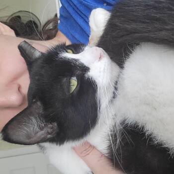 Rescue Domestic Short Hair Cats for Adoption in Melbourne, Florida - Jack | PetCurious