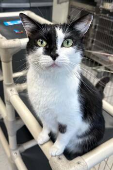 Harvey -  Domestic Short Hair Cat Available for Adoption in Bridgewater, New Jersey - Harvey | PetCurious