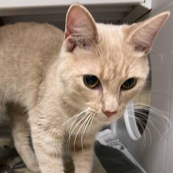 ELROS -  Domestic Short Hair Cat for Adoption in St. Louis, Missouri - ELROS | PetCurious