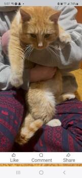 Domestic Short Hair Cats Available for Adoption - Zoltan | PetCurious