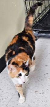 Domestic Short Hair Cats Available for Adoption in Muskegon, Michigan - GYPSY | PetCurious