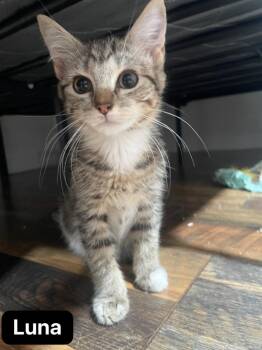 Luna -  Domestic Short Hair Cat for Adoption in Johnson City, Tennessee - Luna | PetCurious